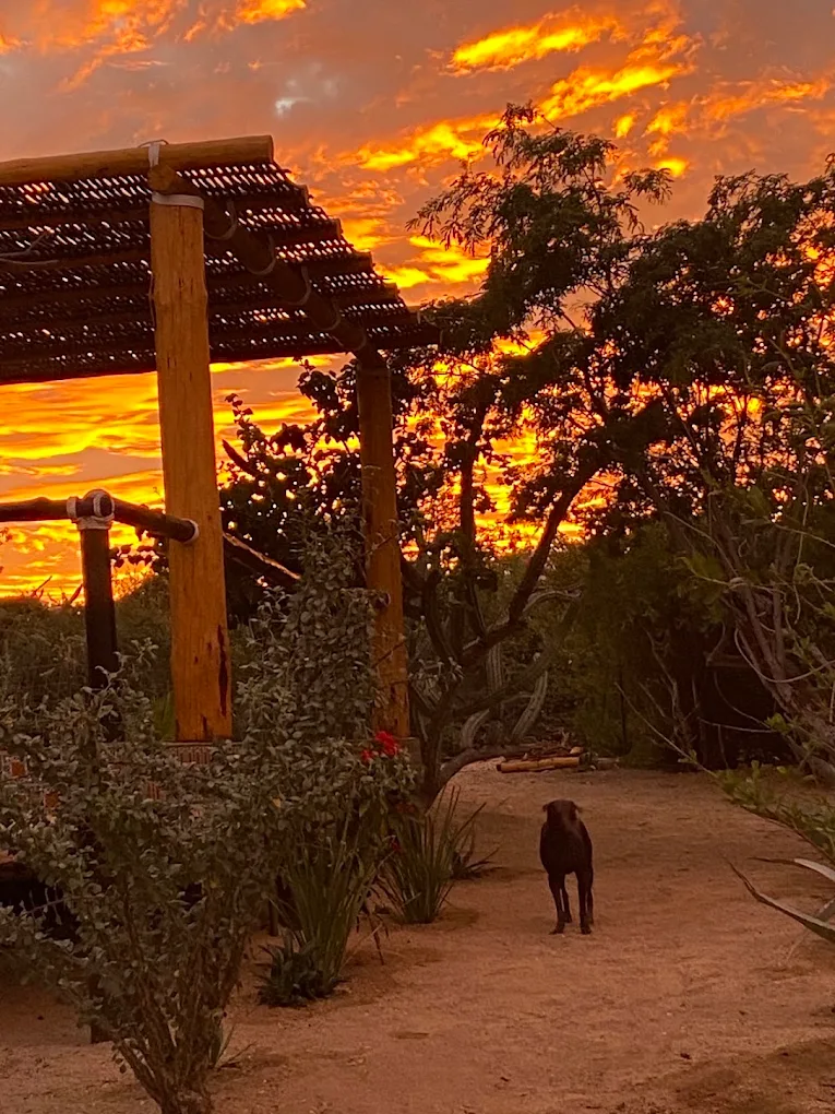 Sunset over the pergola and desert garden at Casa Xolo