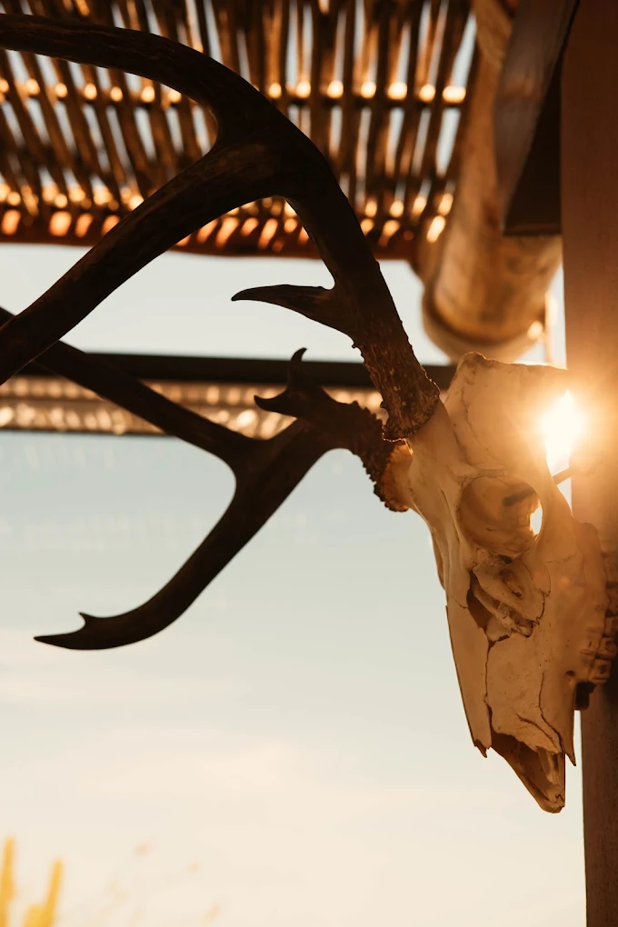 Antlered skull mounted under the palapa at Casa Xolo